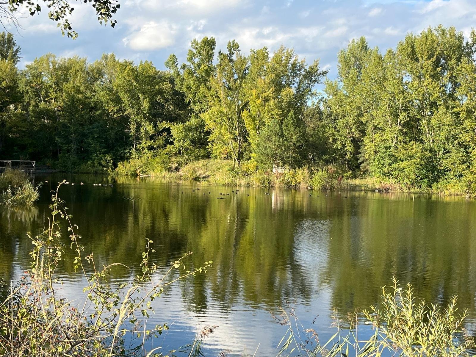 bei Mosonmagyaróvár: Exklusives Immobilienpaket mit Wohnhaus, Teich & Naturparadies - 4 Ha Privatsphäre pur! 
