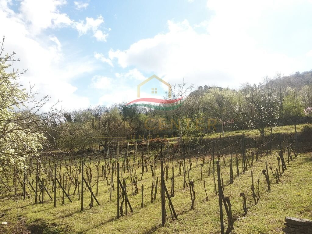 bei Bazaltorgonák: (ABA) Weinberg Pinze mit Panoramablick bei Bazaltorgonák: (ABA) Weinberg Pinze mit Panoramablick