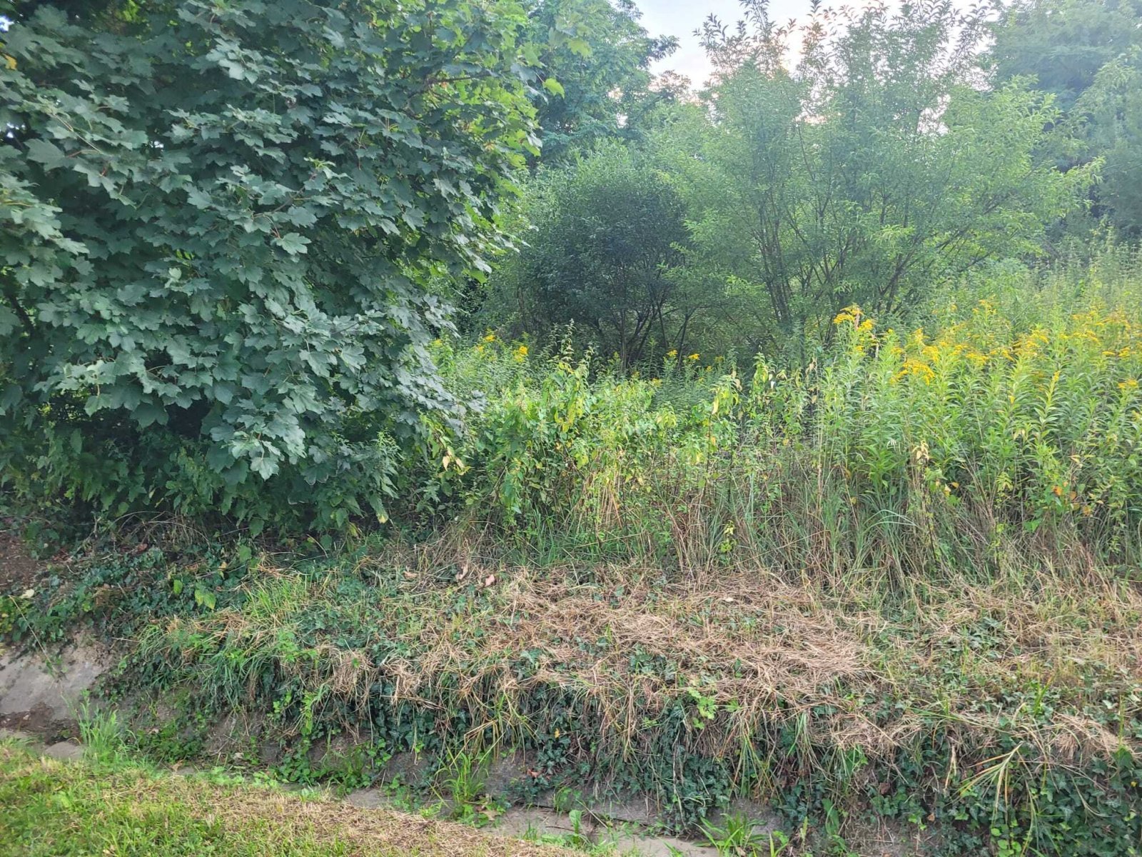 Naturgrundstück mit Entwicklungspotenzial - Idyllisches Waldrandgrundstück sucht kreativen Gestalter!
