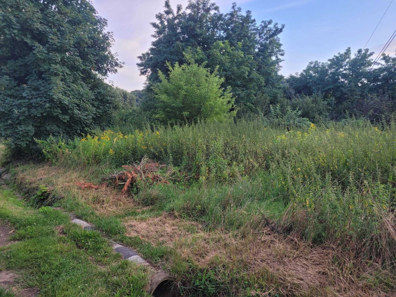 Naturbelassenes Baugrundstück mit Entwicklungspotenzial - Idyllische Waldrandlage mit Erschließungsmöglichkeit!