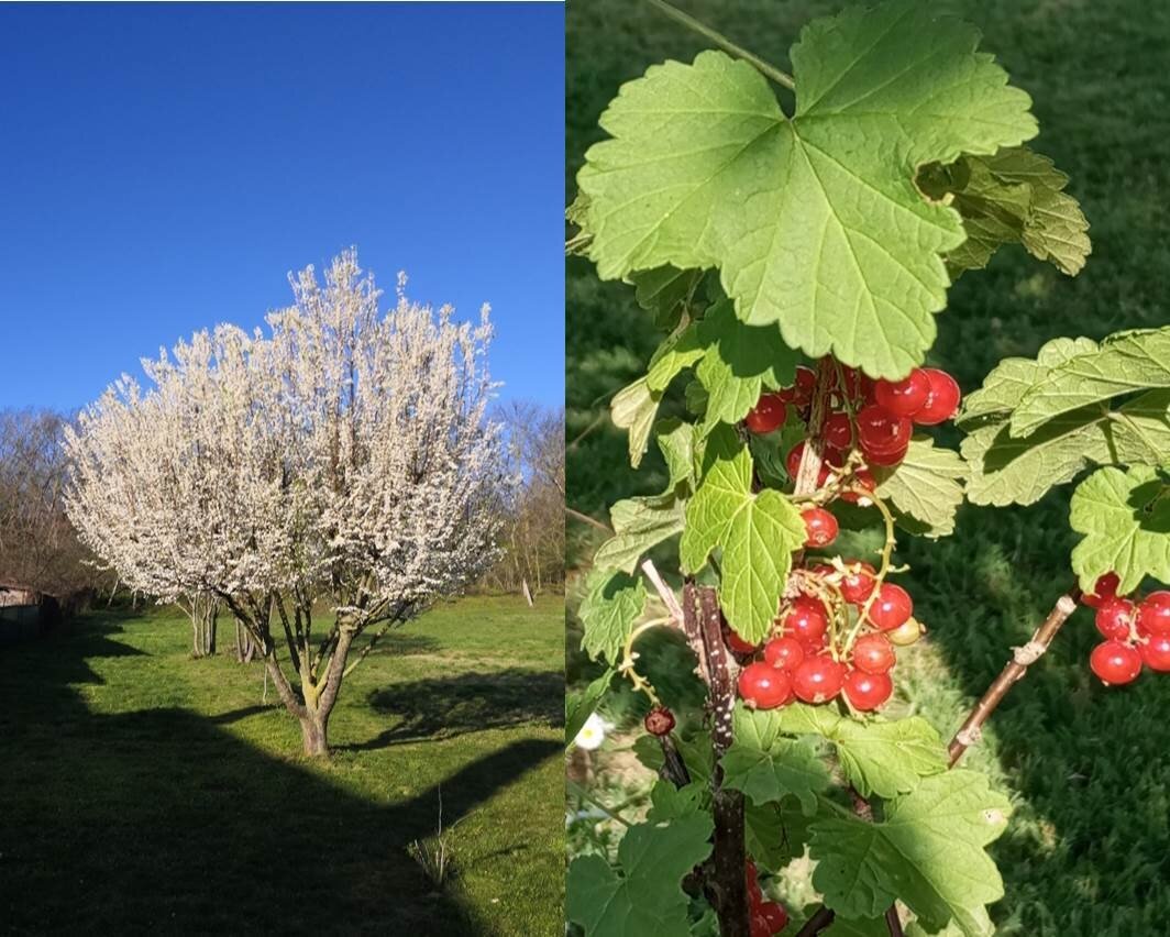 25-Obst2