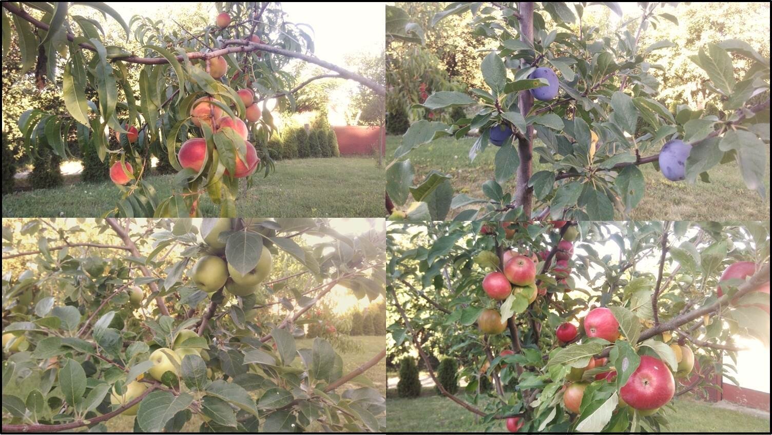 24-Obst