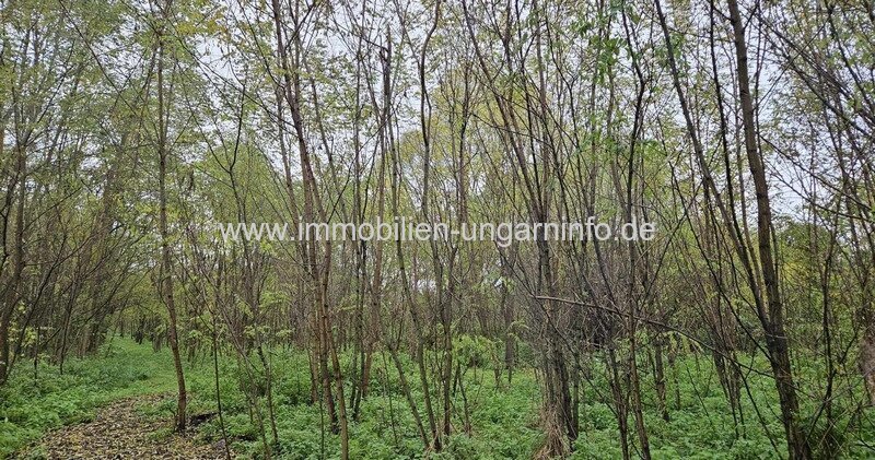 Somogy Vármegye: 1,4 Hektar Land zu verkaufen 19 km vom Plattensee entfernt 