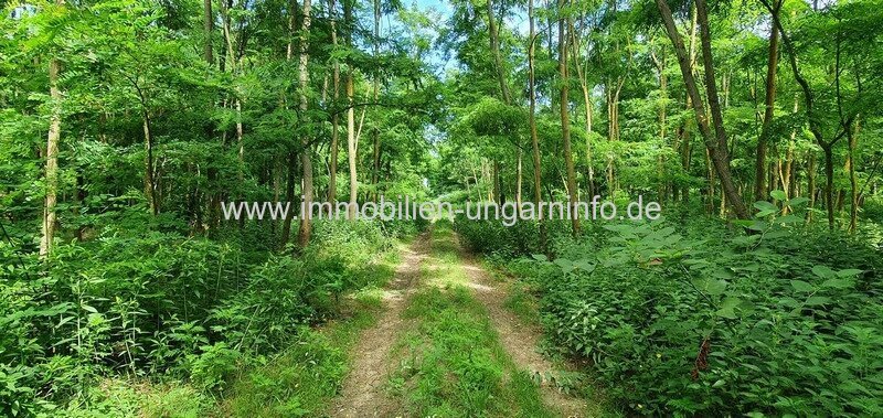Somogy Vármegye: Akazienwald in der Umgebung des Plattensees Somogy Vármegye: Akazienwald in der Umgebung des Plattensees